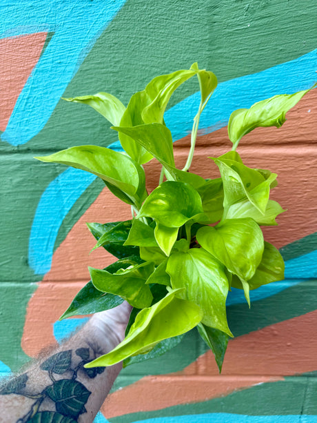 4" Pothos ‘Champs Elysees’ - Canopy Plant Co.