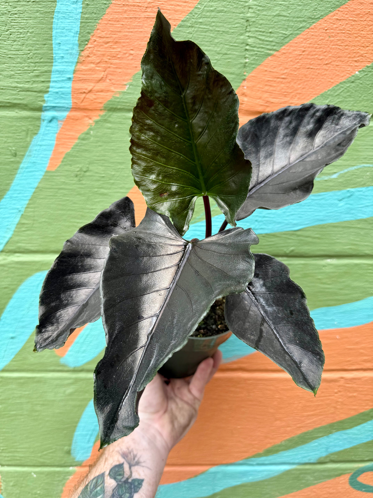 6” Alocasia ‘Antoro Velvet’ - Canopy Plant Co.