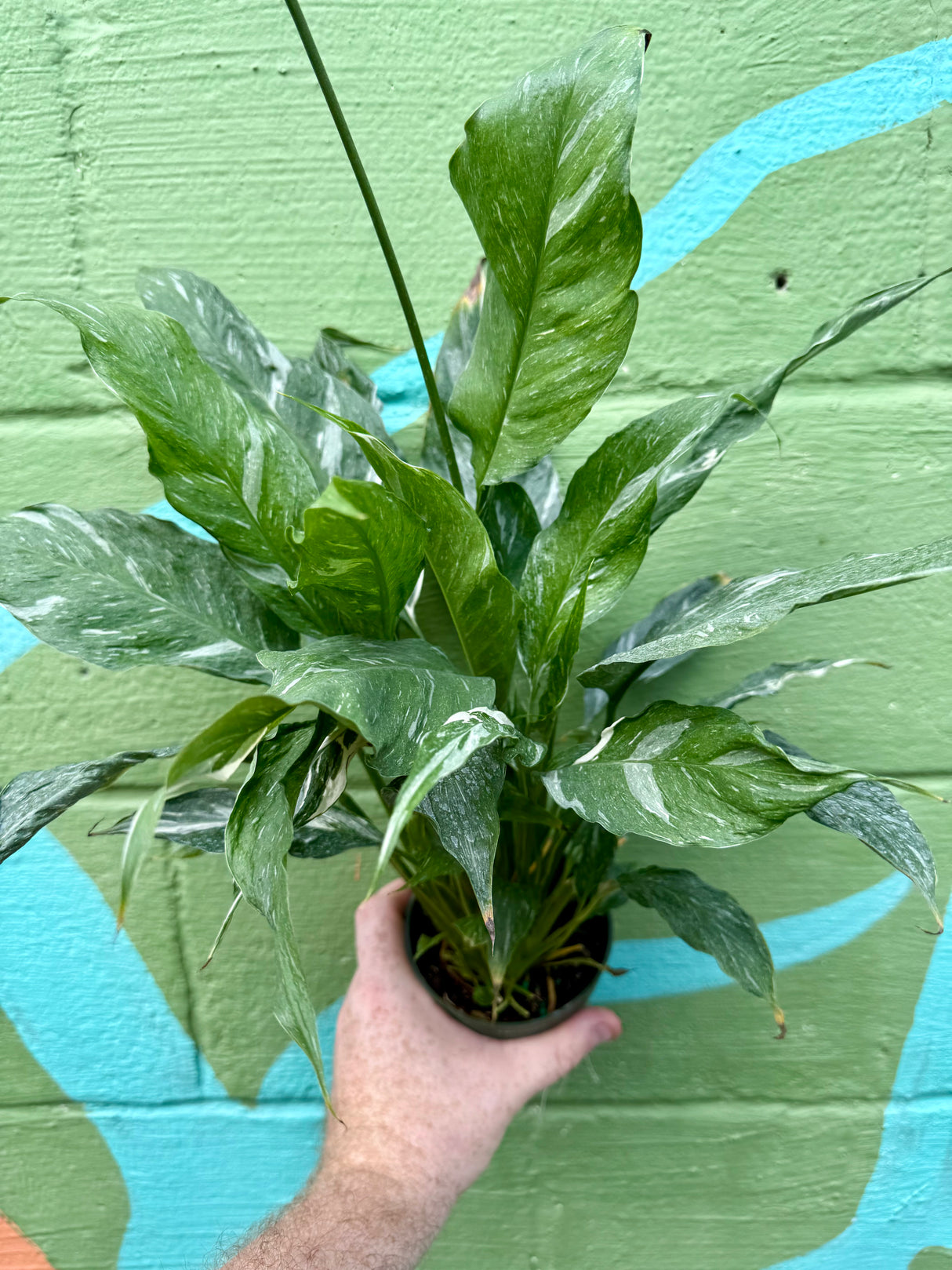 4” Variegated Peace Lily 'Domino'