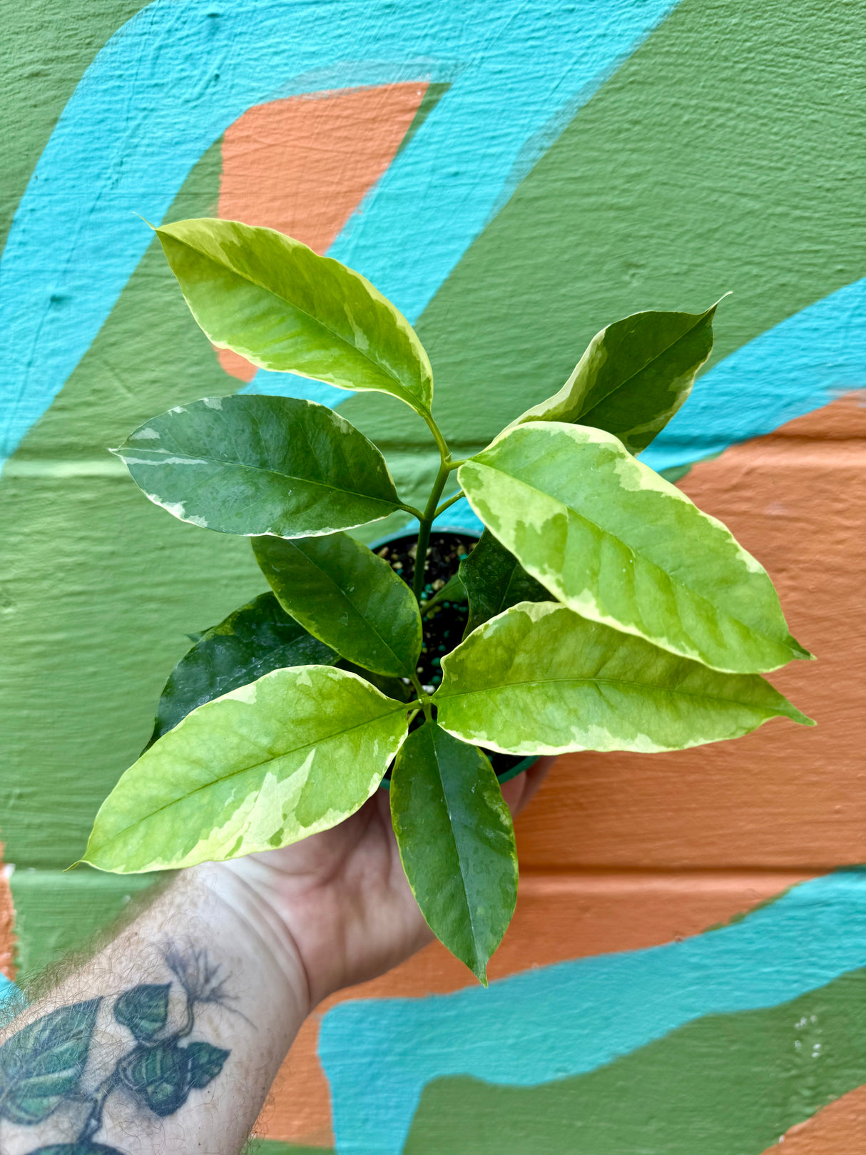 4” Hoya multiflora outer variegated - Canopy Plant Co.