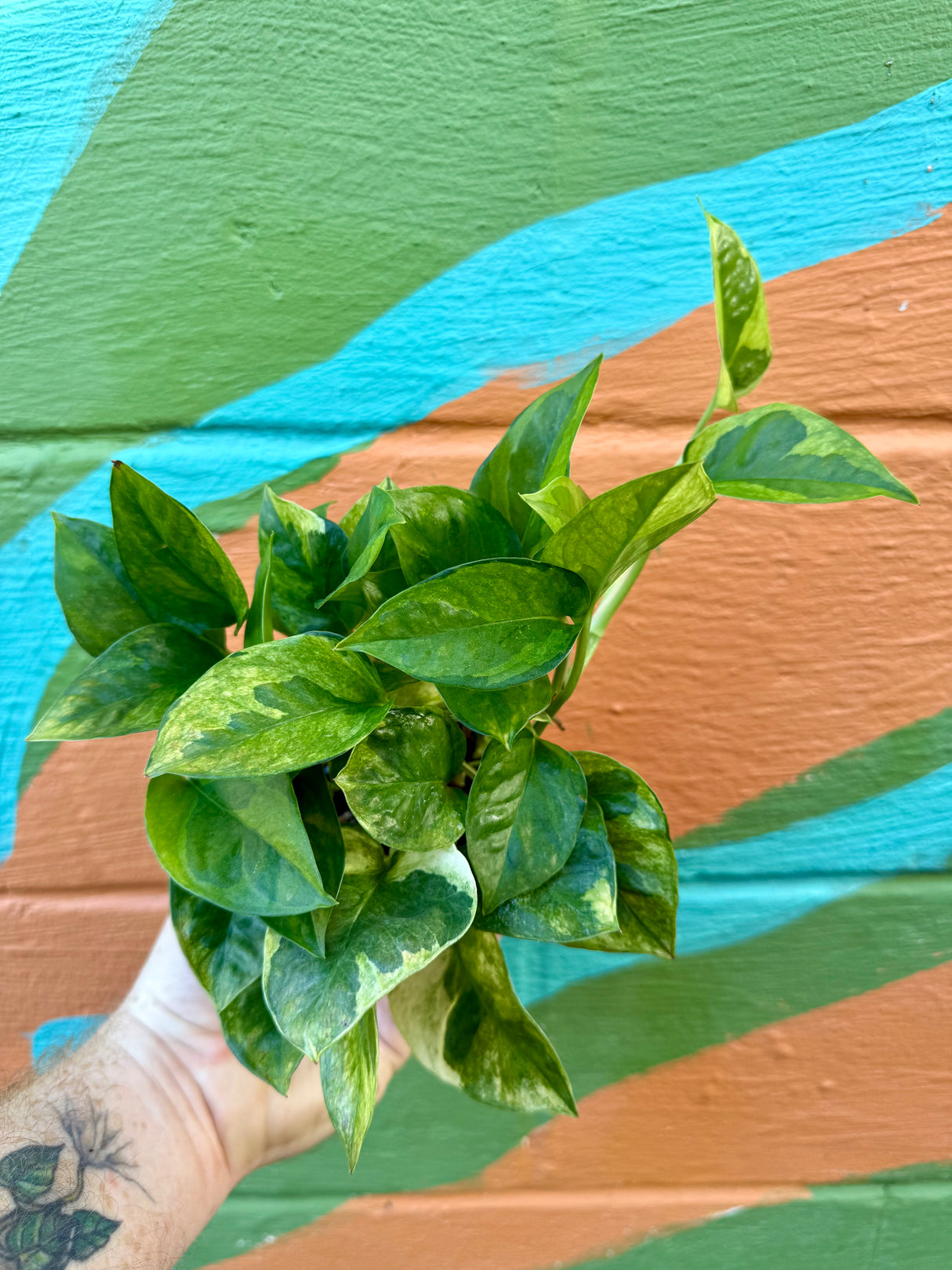 4” Pothos ‘Global Green’