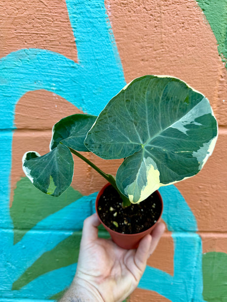 4” Xanthosoma atrovirens albomarginata (variegated 'Mickey Mouse') - Canopy Plant Co.