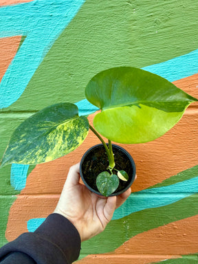 4" Monstera deliciosa variegated 'Aurea' - Canopy Plant Co.