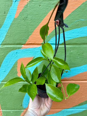 4" Hoya benitotanii hanging basket - Canopy Plant Co.