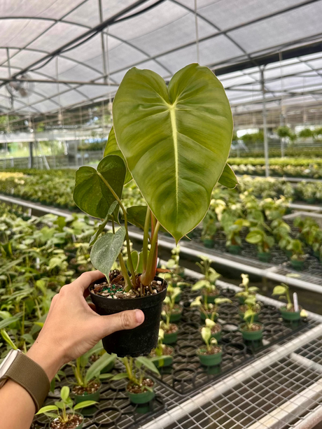 4” Philodendron billietiae x pastazanum - Canopy Plant Co.