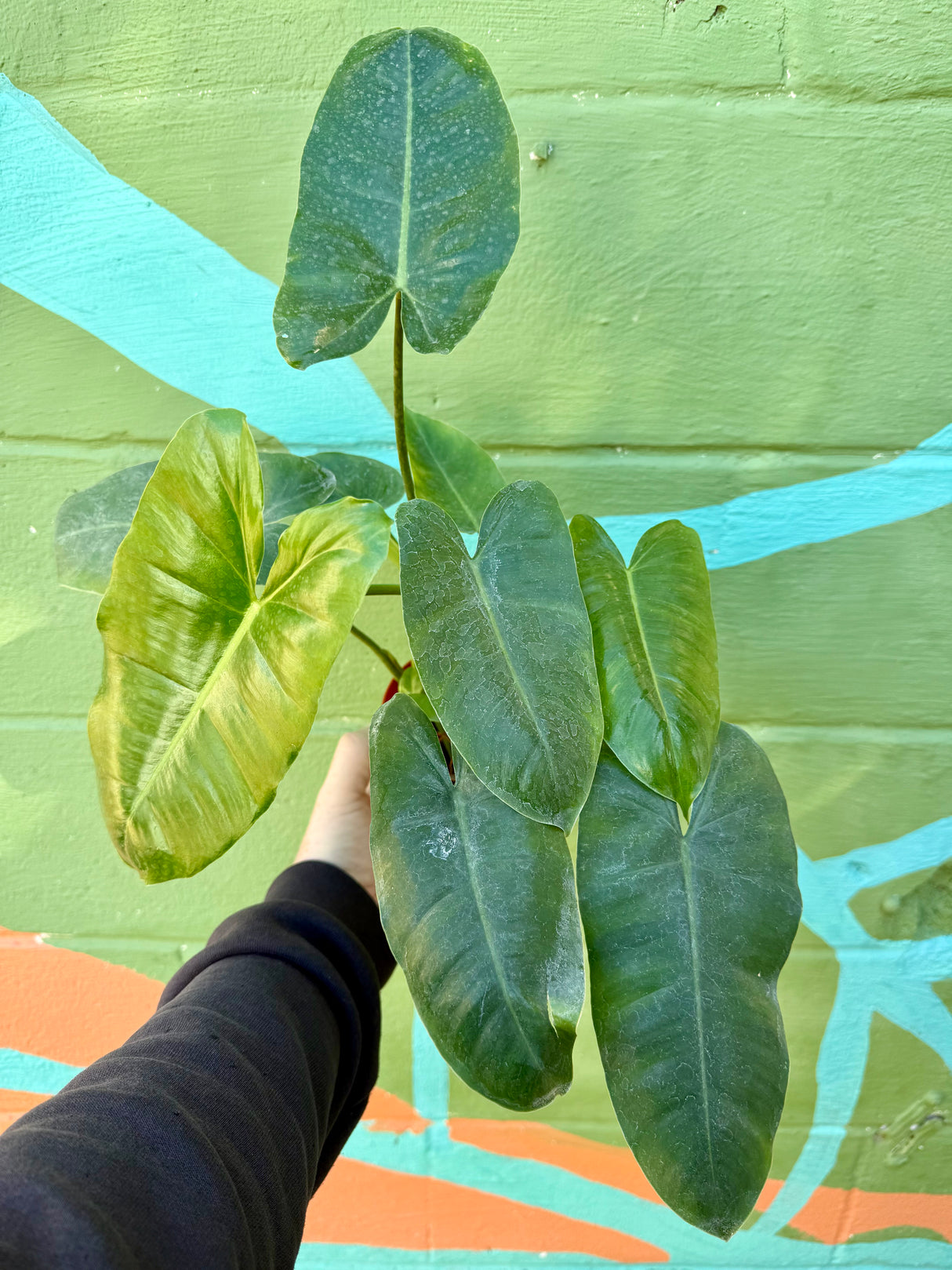 4” Philodendron ‘Burle Marx’ (Green) - Canopy Plant Co.