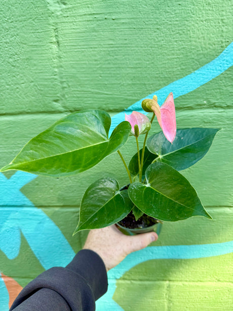 4" Anthurium 'Rainbow Champion' - Canopy Plant Co.