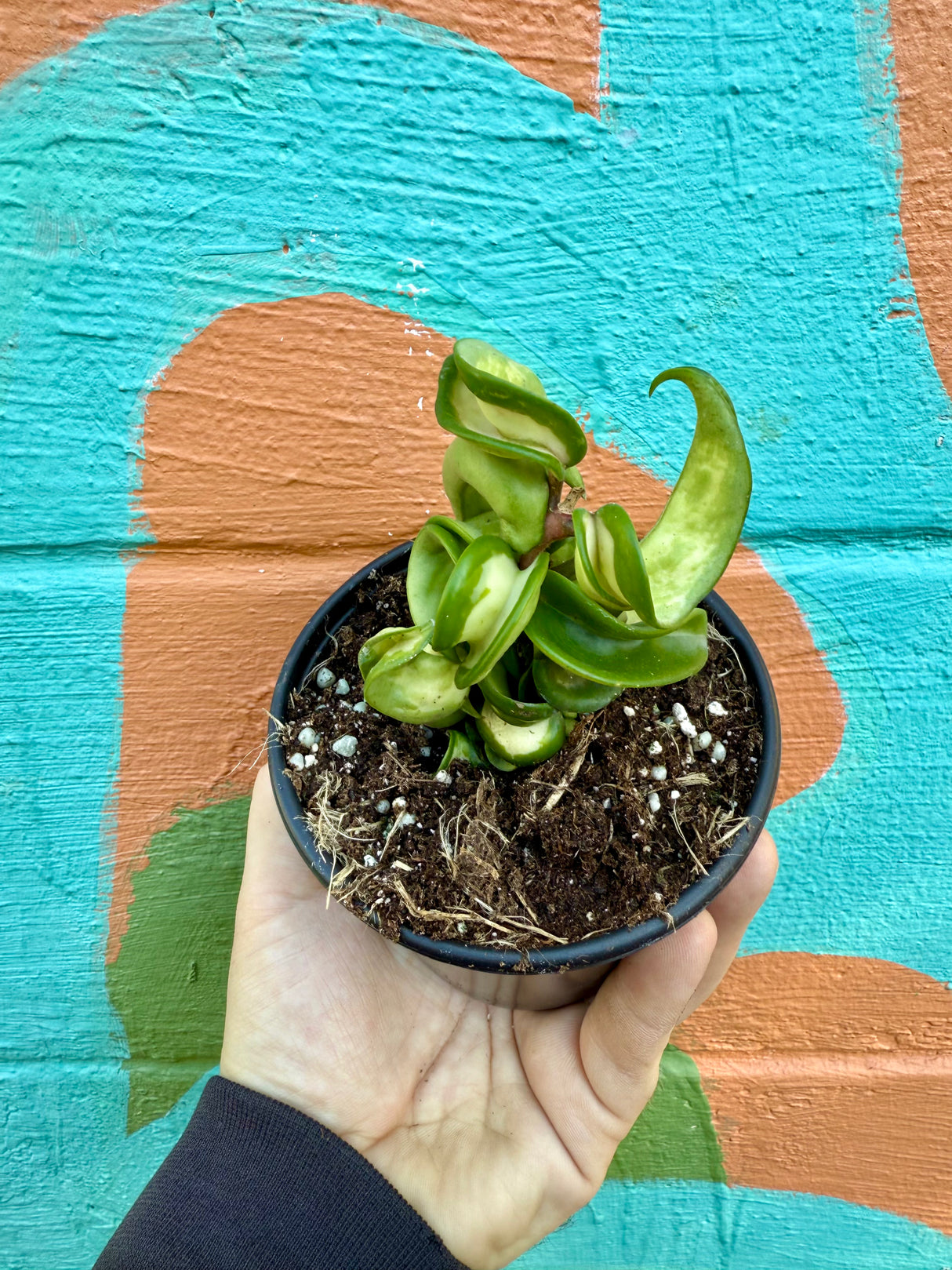 4" Hoya compacta 'Mauna Loa' (inner variegated)