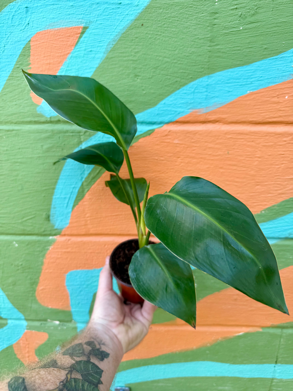 4" White Bird Of Paradise (Strelitzia nicolai)