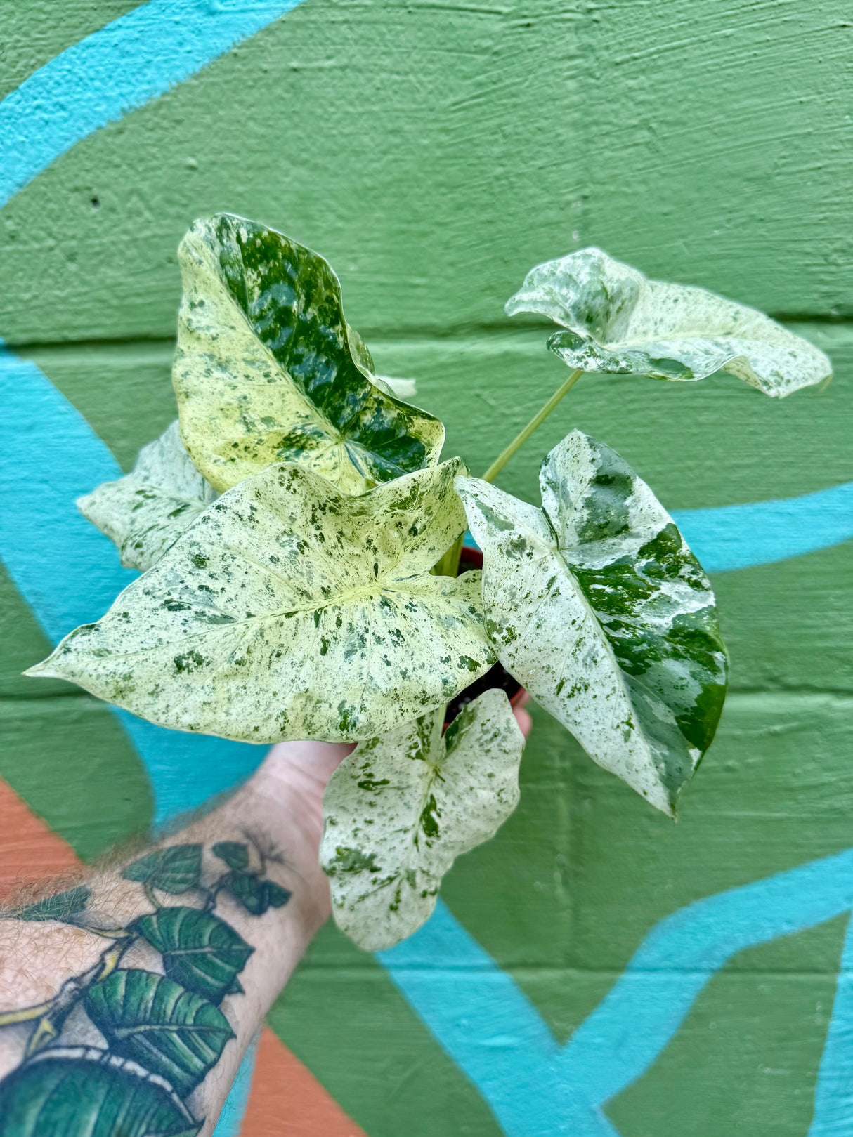4" Alocasia ‘Blizzard’