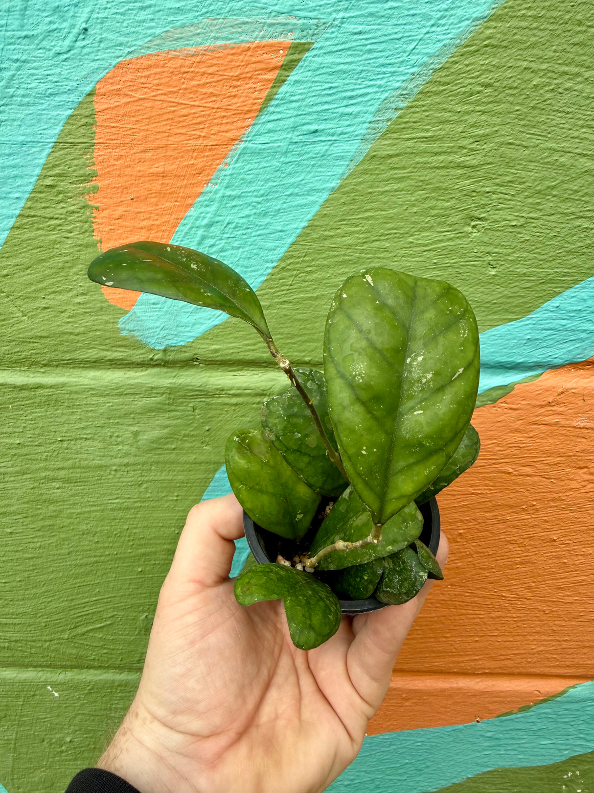3” Hoya deykeae - Canopy Plant Co.