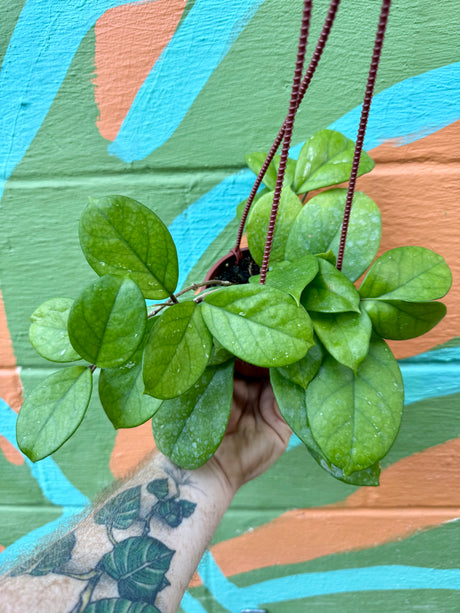 4” Hoya fungii hanging basket - Canopy Plant Co.
