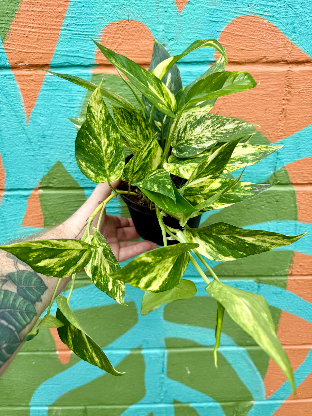 6" Epipremnum pinnatum 'Yellow Sunrise'
