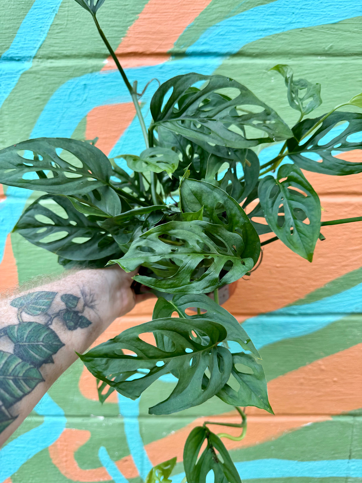 6” Monstera 'Esqueleto'