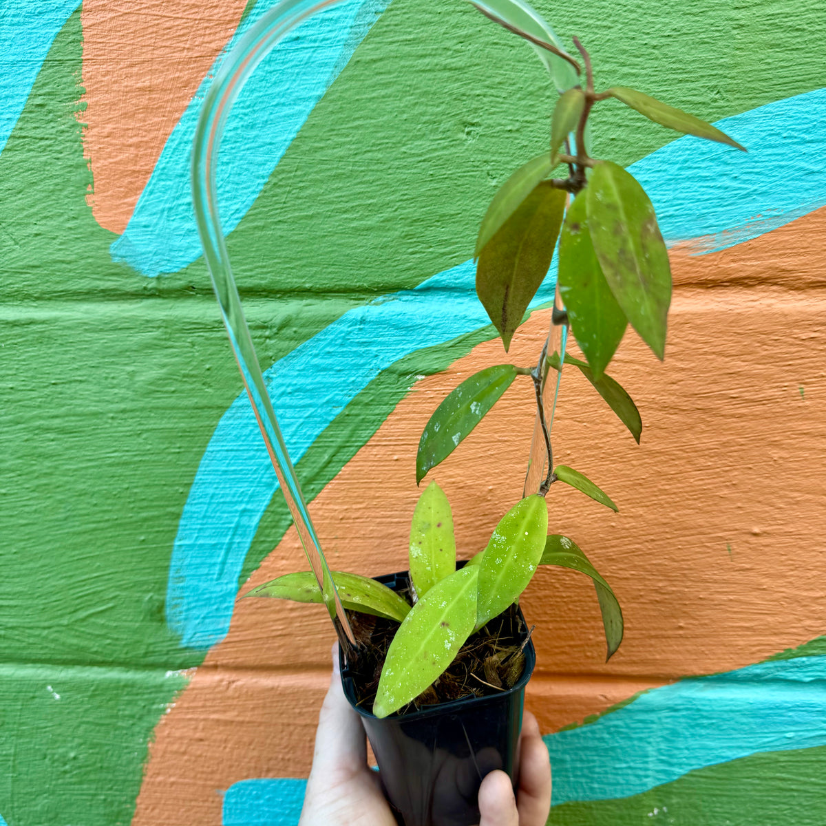 3” Hoya ruthiae – Canopy Plant Co.