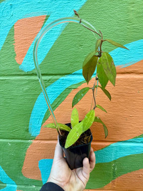 3” Hoya ruthiae - Canopy Plant Co.