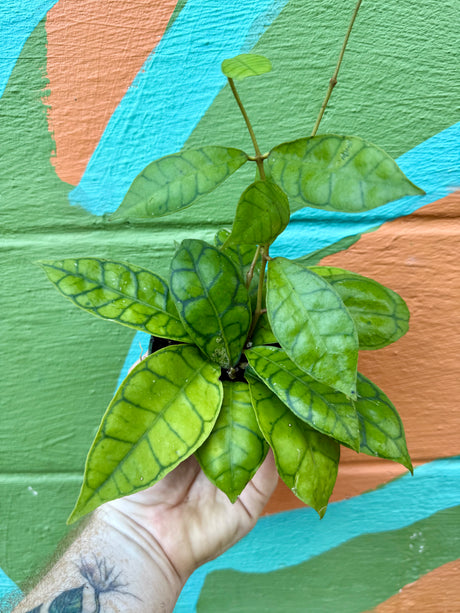 4" Hoya callistophylla - Canopy Plant Co.