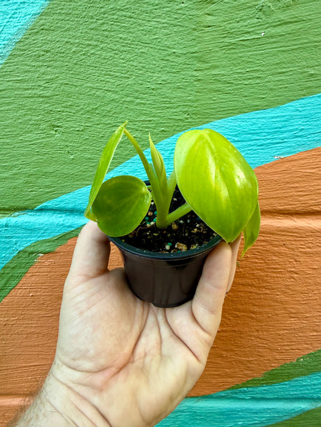 3" Philodendron grazilae 'Sparkling Heart' - Canopy Plant Co.