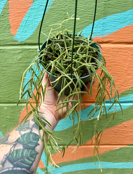 6” Hoya linearis hanging basket - Canopy Plant Co.