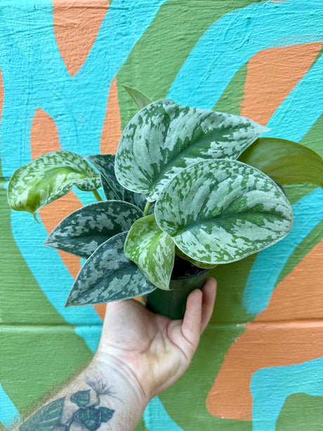 4" Scindapsus ‘Exotica’ - Canopy Plant Co.