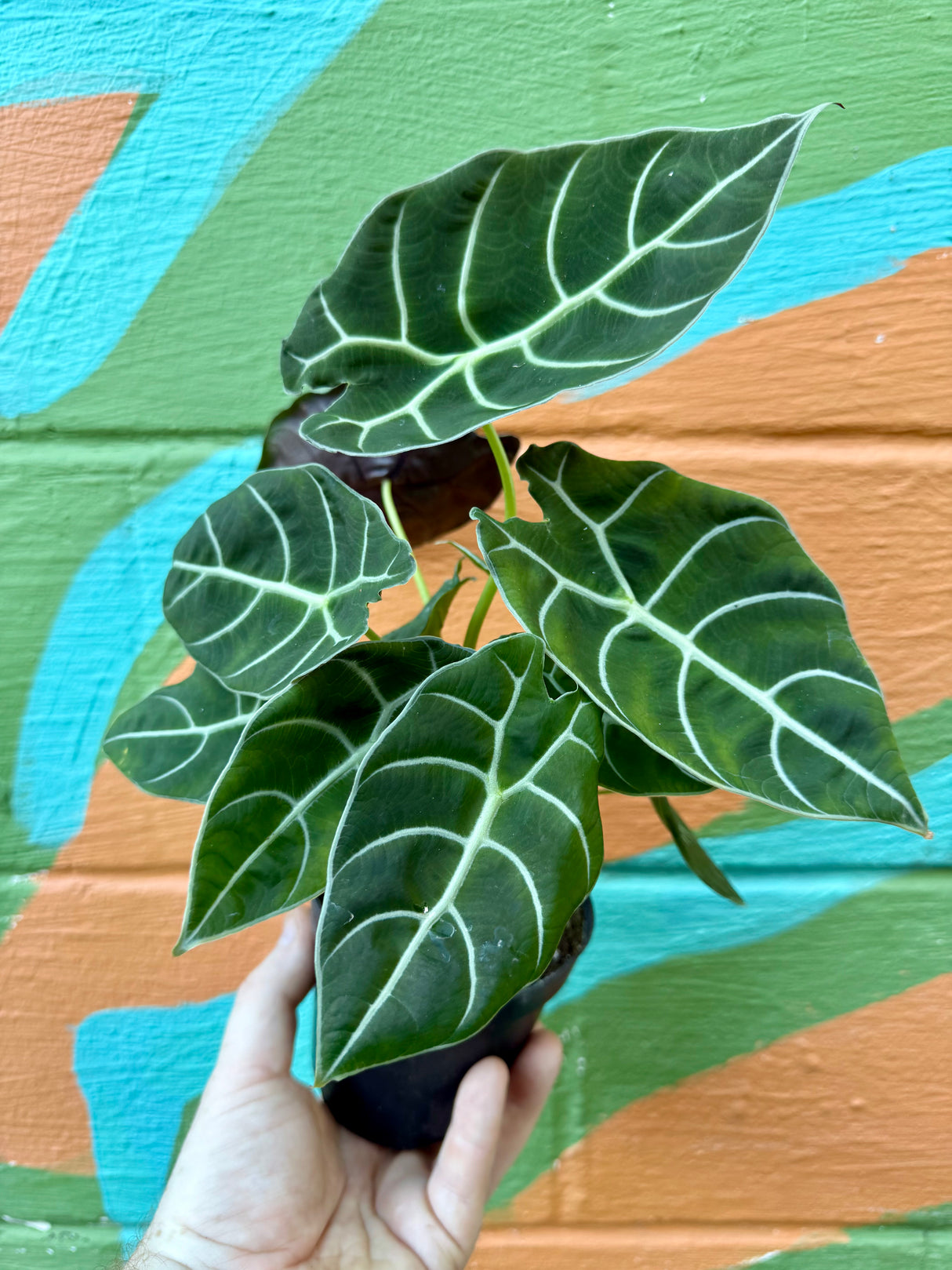 4" Alocasia watsoniana - Canopy Plant Co.