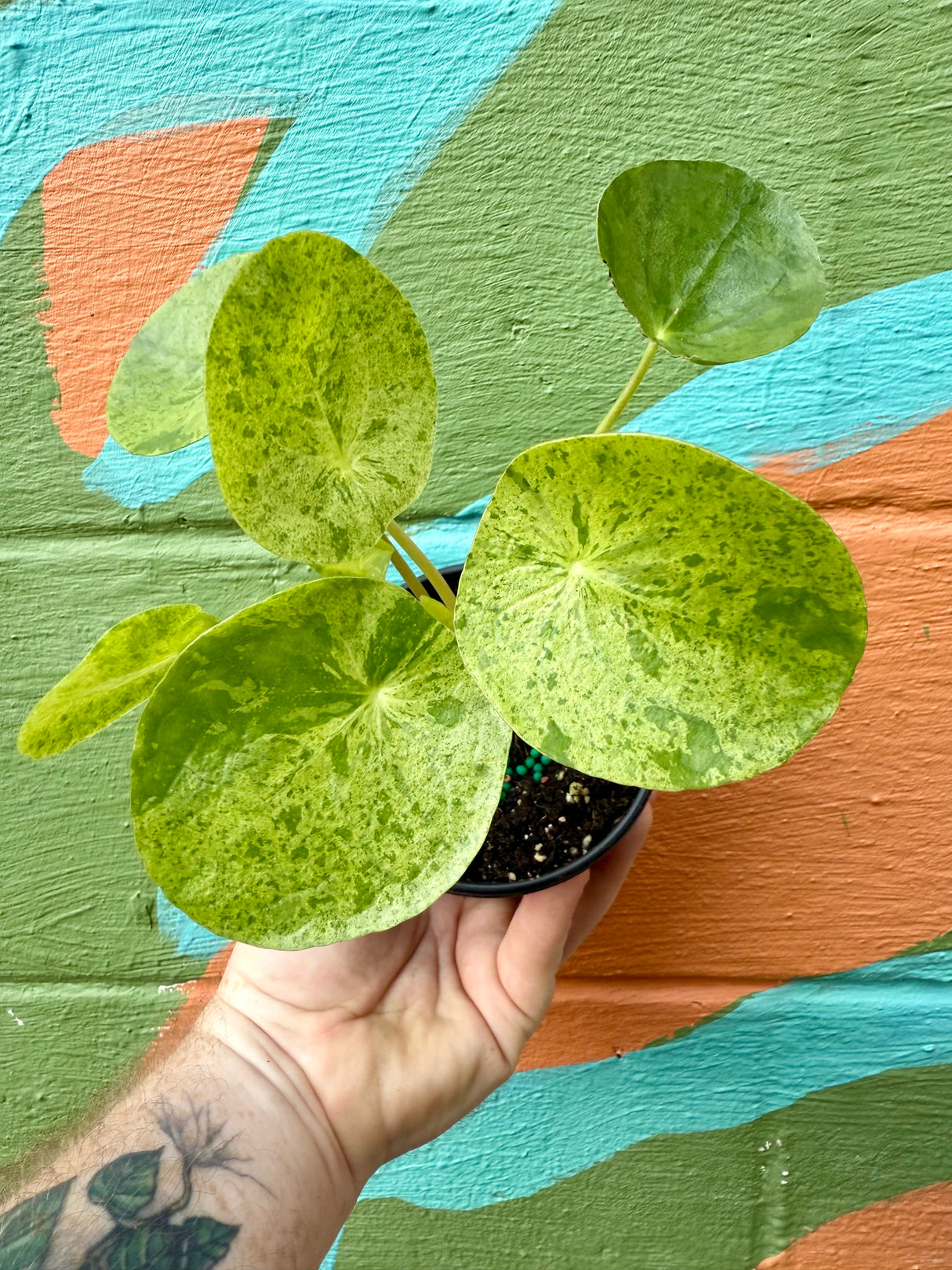 4" Pilea peperomioides variegated 'Mojito'