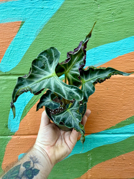 4" Alocasia ‘Loco’ - Canopy Plant Co.