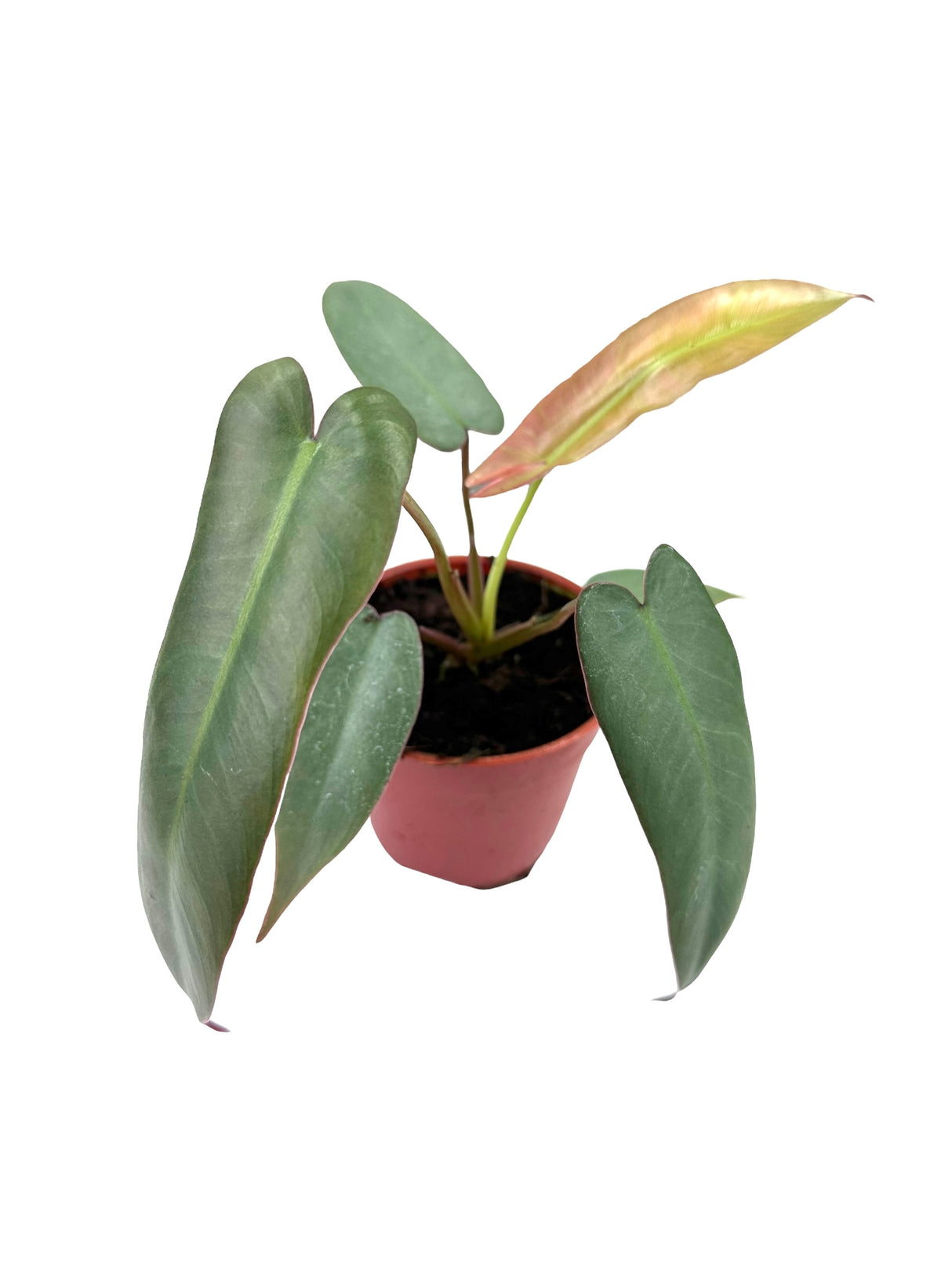 4" Philodendron atabapoense