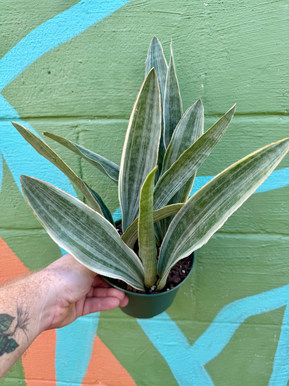 6” Sansevieria ‘Sayuri’