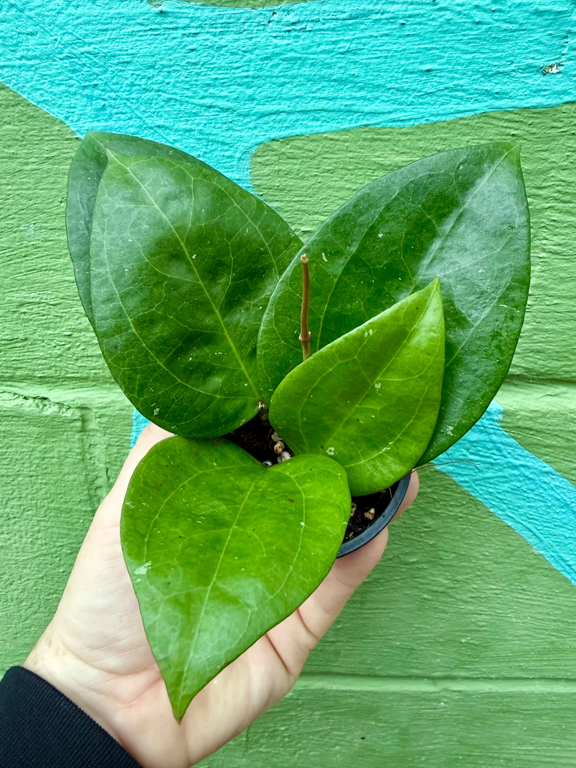 anthurium glabra 4” Hoya glabra – Canopy Plant Co