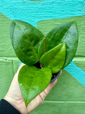 3” Hoya glabra - Canopy Plant Co.