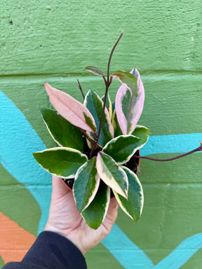 4” Hoya 'Flamingo Dream' - Canopy Plant Co.