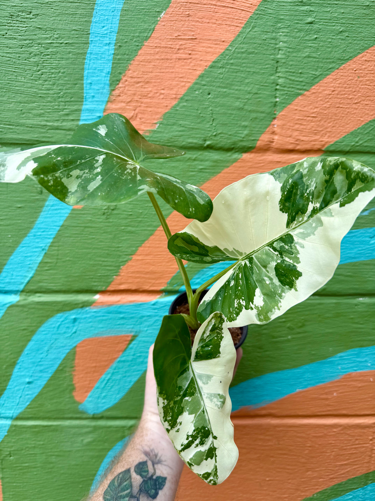 4" Alocasia macrorrhiza 'Appaloosa Gold' variegated - Canopy Plant Co.
