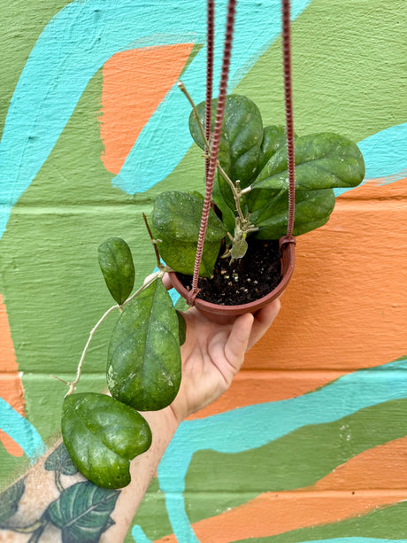 4" Hoya deykeae hanging basket - Canopy Plant Co.
