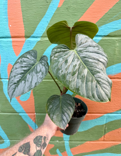 6” Philodendron sodiroi - Canopy Plant Co.
