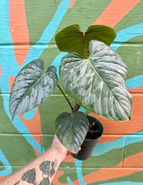 philodendron sodirini 6” Philodendron sodiroi – Canopy Plant Co