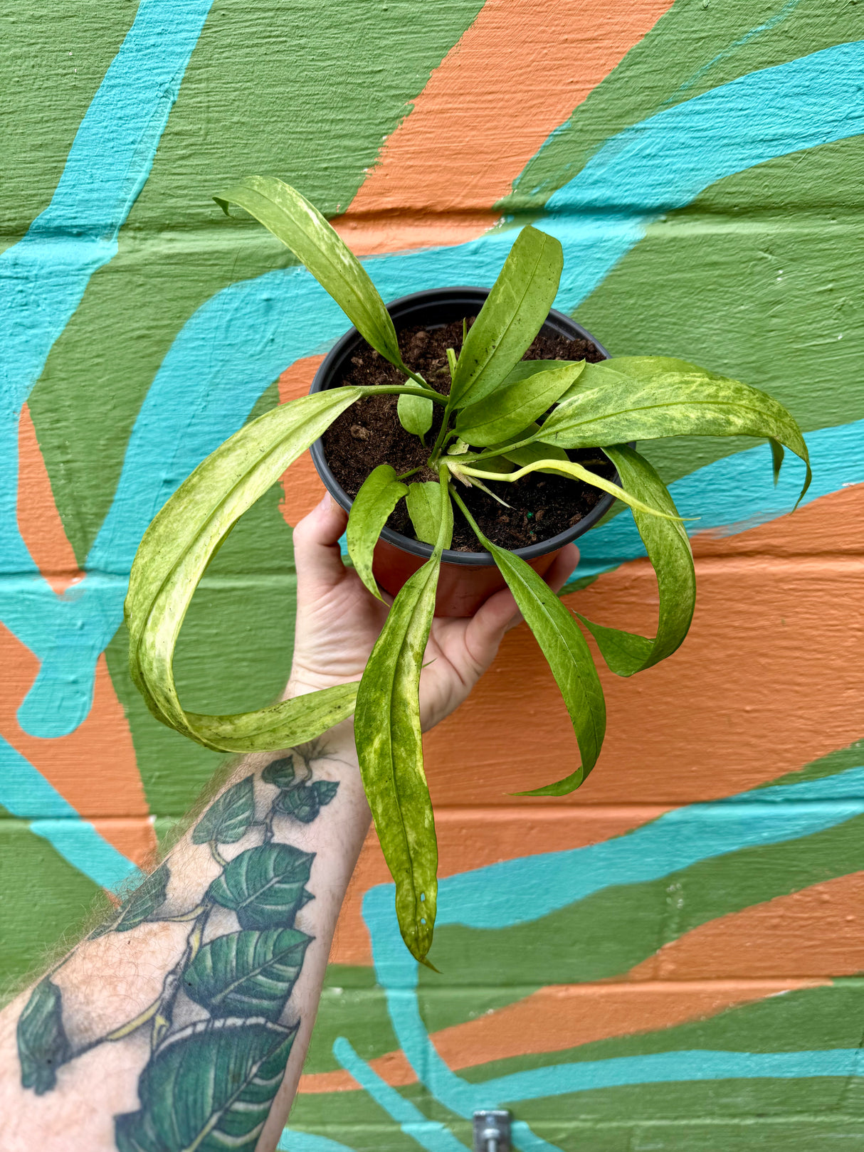 6" Anthurium vittarifolium variegated