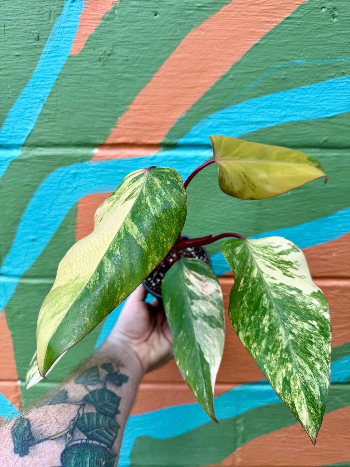 4” Philodendron 'Strawberry Shake'