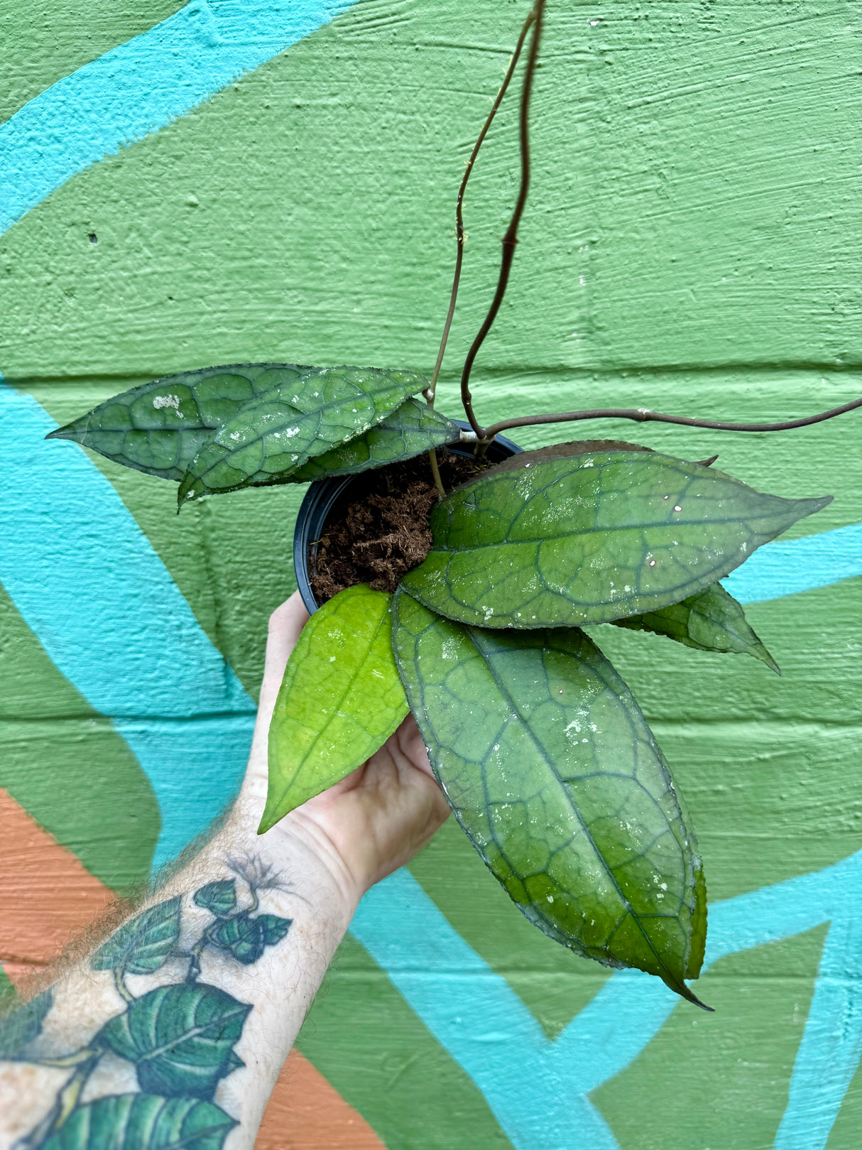 5" Hoya clemensiorum