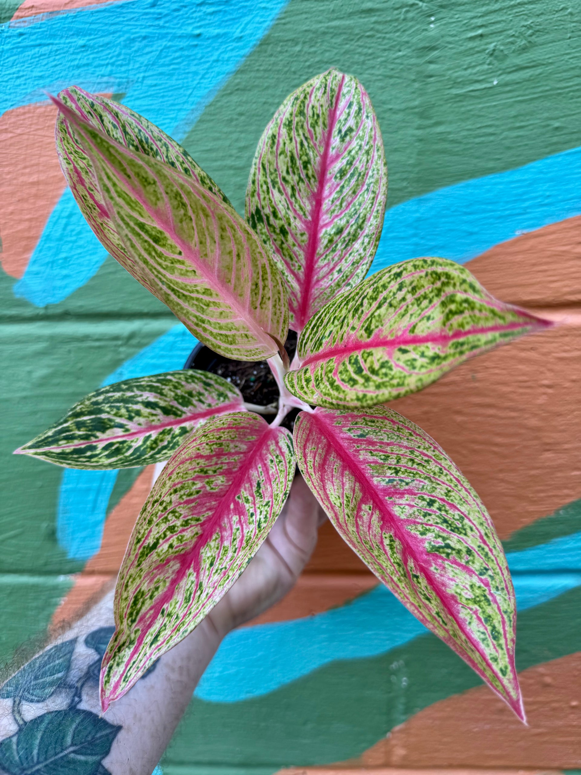 acca リボンゴム　グリーン×ピンク 4” Aglaonema 'Red Legacy' – Canopy Plant Co.