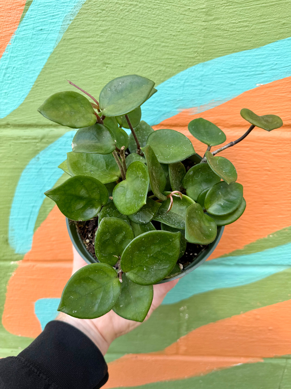 6” Hoya 'Chelsea' - Canopy Plant Co.