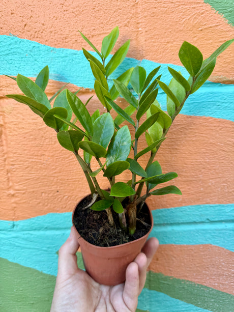 4" Zamioculcas zamiifolia (ZZ Plant) - Canopy Plant Co.