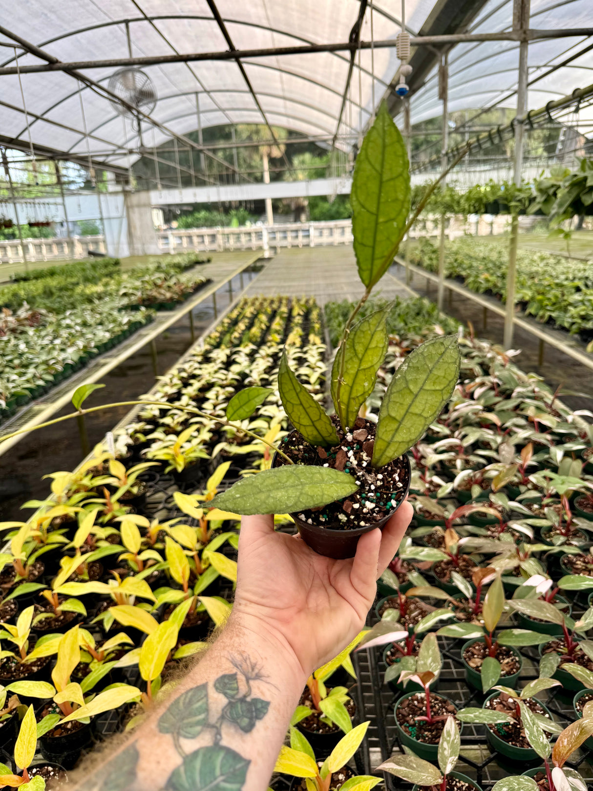4" Hoya clemensiorum