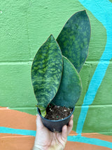 5" Sansevieria 'Whale Fin' - Canopy Plant Co.