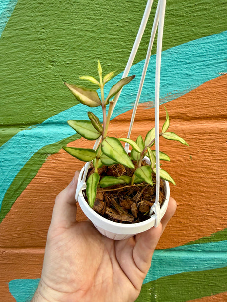 3” Hoya 'Bella' variegated 'Luis Bois' hanging basket - Canopy Plant Co.