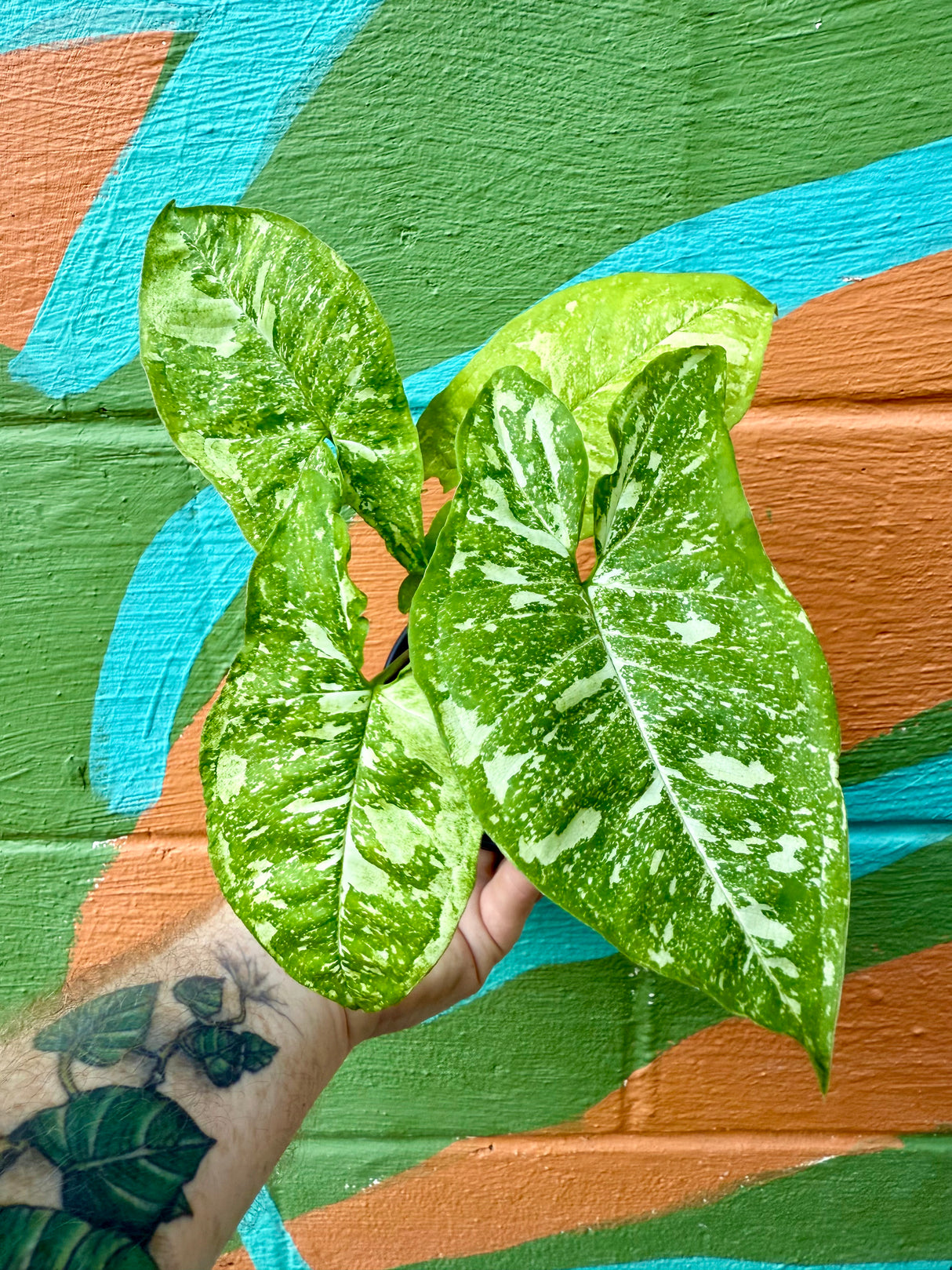 4” Syngonium 'Panda'