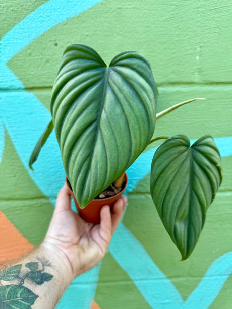 4” Philodendron sp. Colombia ‘El Guapo’ - Canopy Plant Co.