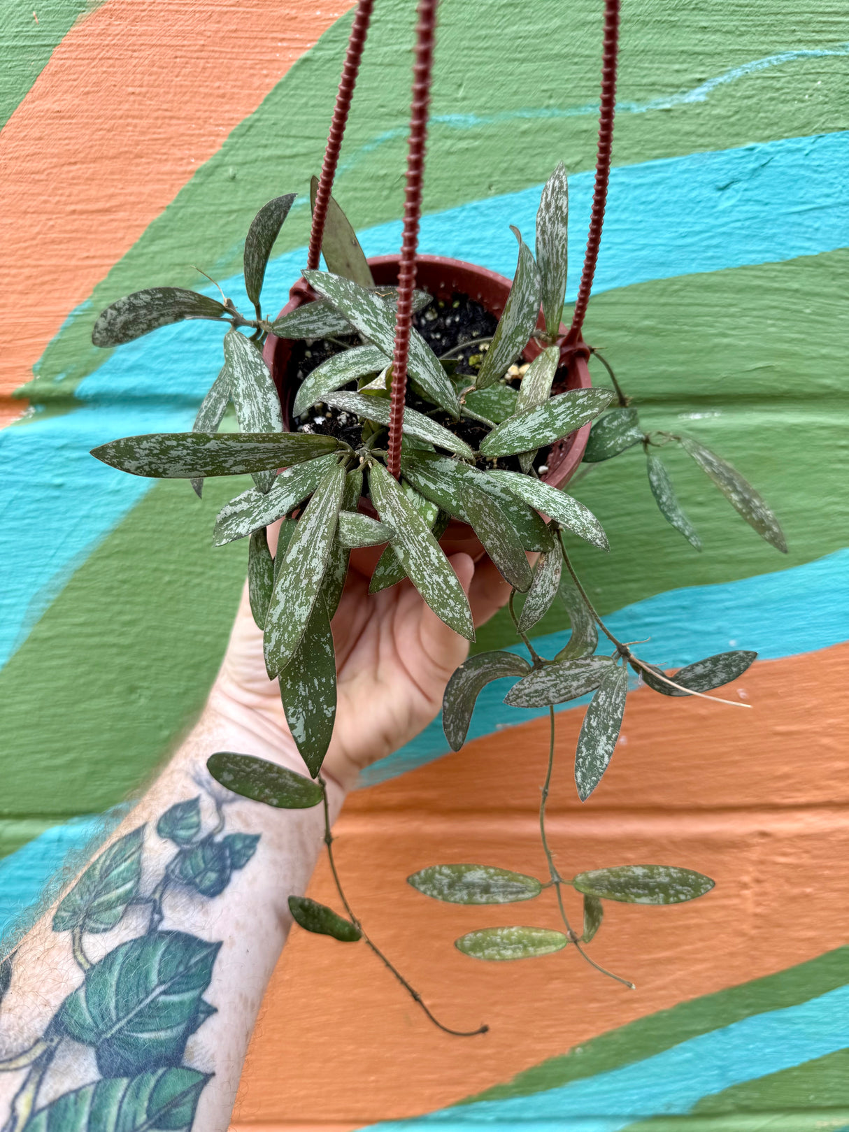 4" Hoya sigillatis hanging basket - Canopy Plant Co.