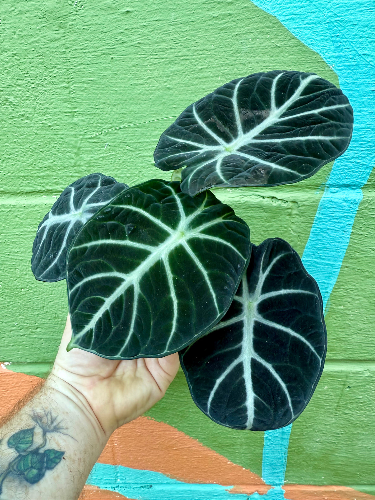 4" Alocasia ‘Ninja’ - Canopy Plant Co.