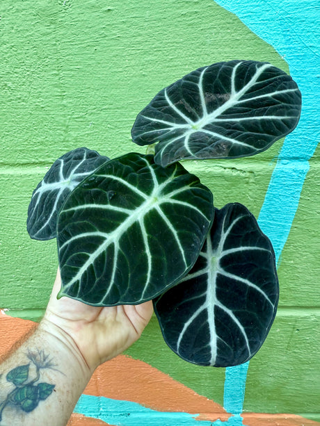 4" Alocasia ‘Ninja’ - Canopy Plant Co.